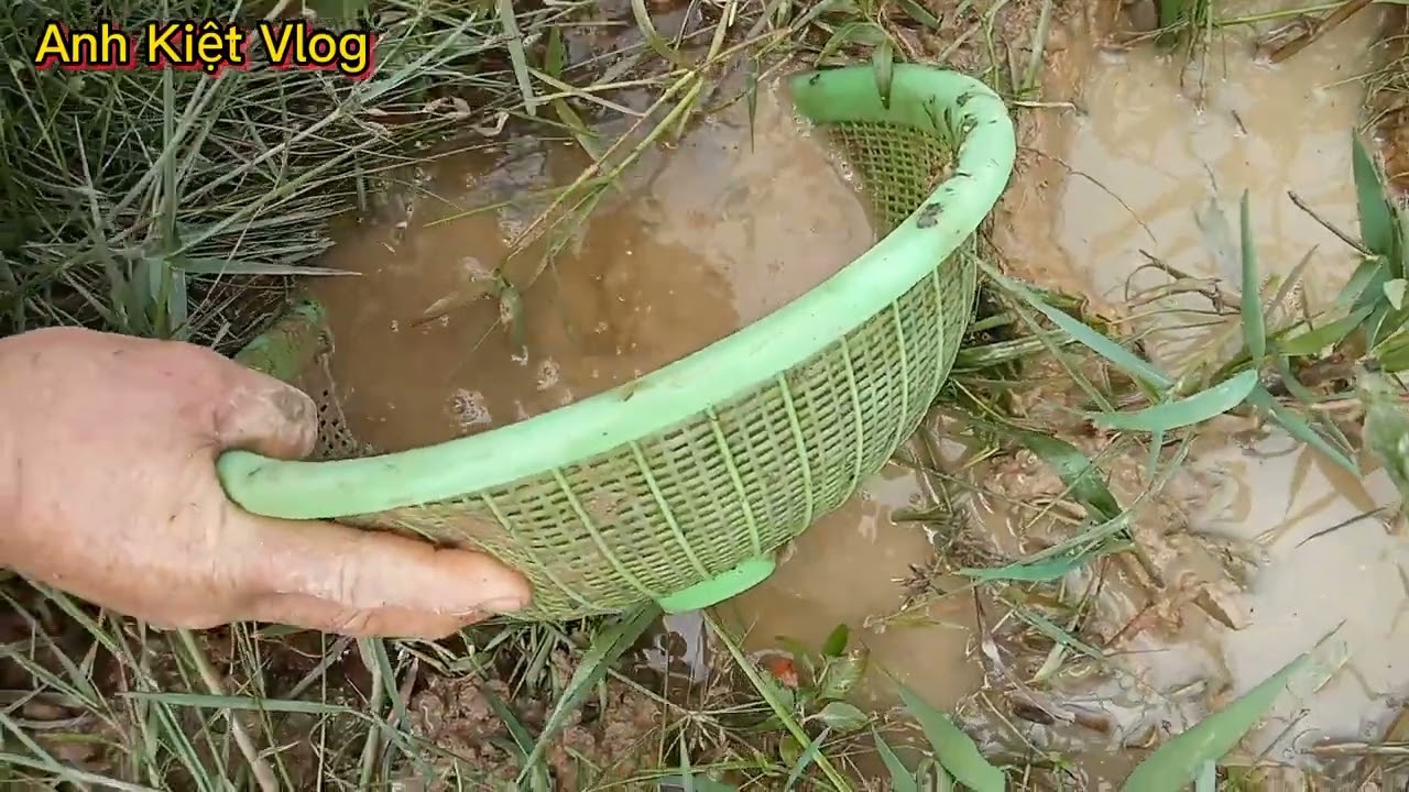 Bắt Cá Lia Thia Đồng Cùng với papa #AnhKietvlog