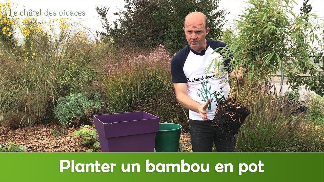 Comment planter un  bambou en pot