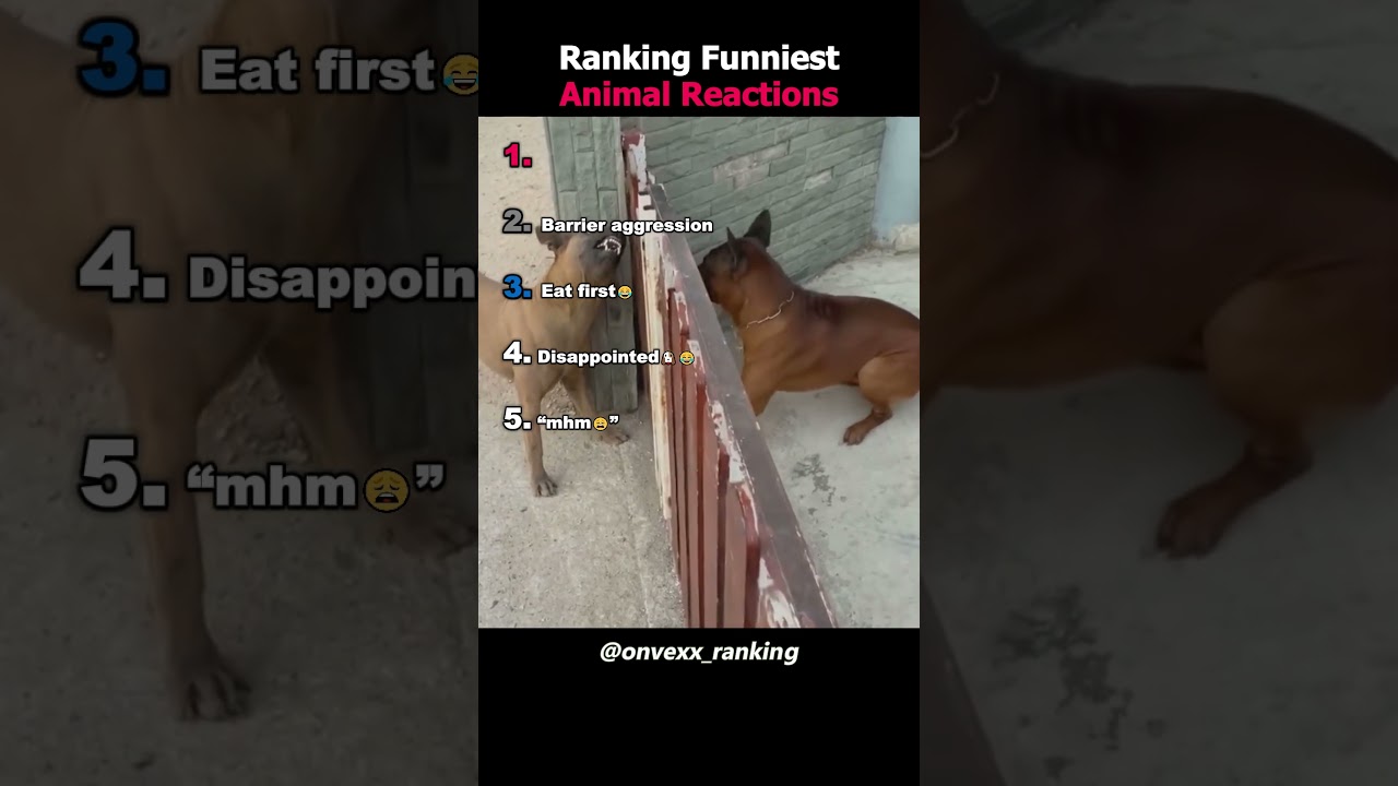 Ranking the Funniest Animal Reaction Moments