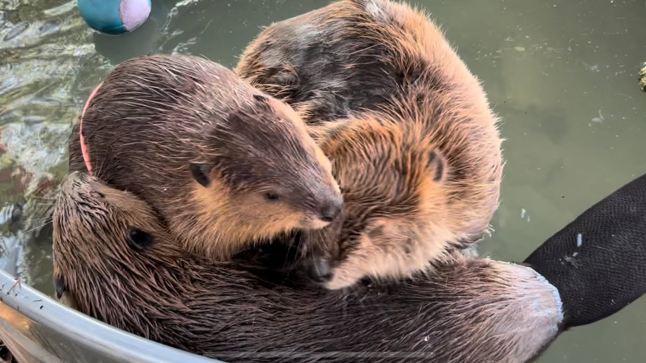 Beavers for your Monday - with some of my monarch butterfly research 