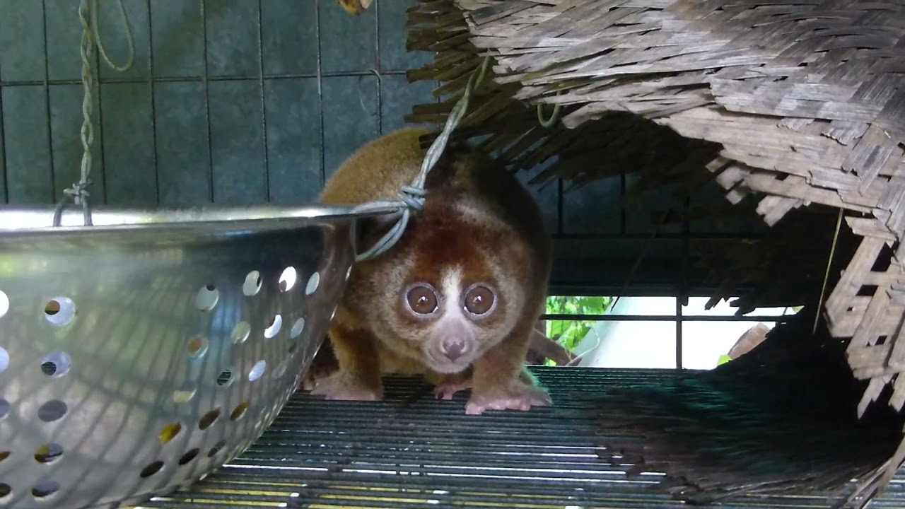 Il Loris lento o Slow Loris, avere gli occhioni dolci a volte &egrave; uno svantaggio