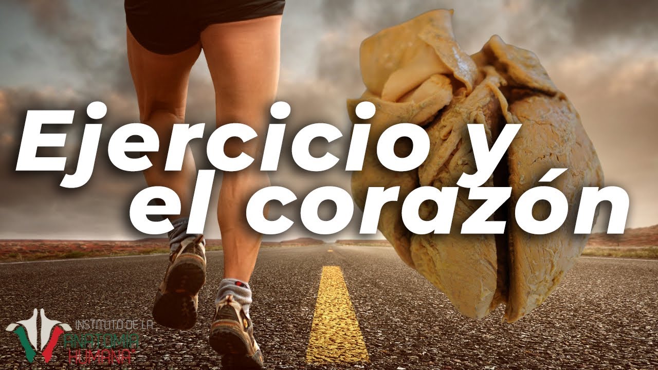 ¿Cómo cambia tu corazón cuando se ejercita?