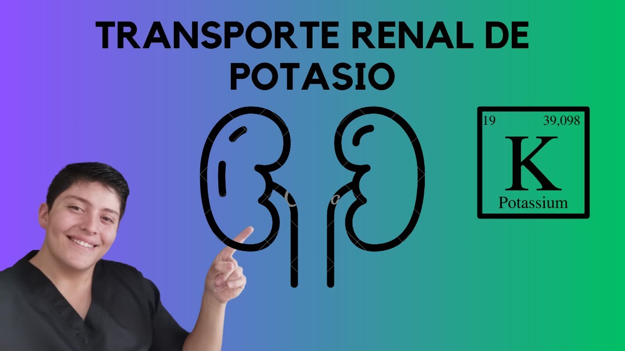 Transporte renal de potasio (FISIOLOGÍA)