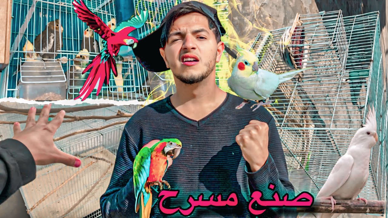 شريت قفاص كبير الطيور 😍 صنع مسرح طيور بي أدوات بسيطة 🤔