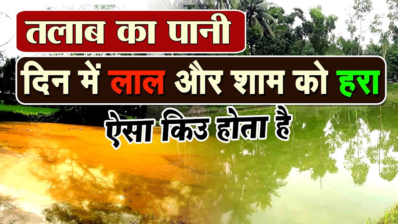 तालाब का पानी लाल क्यों हो जाता है और हटाने का तरीका किया है -How to remove red color from Fish Pond