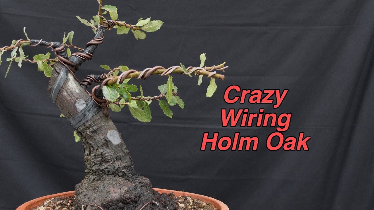 Ho fatto Pieghe ESTREME sul mio Leccio YAMADORI - Tutorial Impostazione Bonsai (Quercus Ilex)
