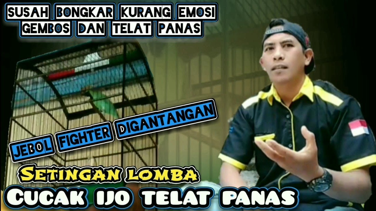 Setingan Cucak ijo telat panas‼️Jebol fighter dan emosi di Gantangan