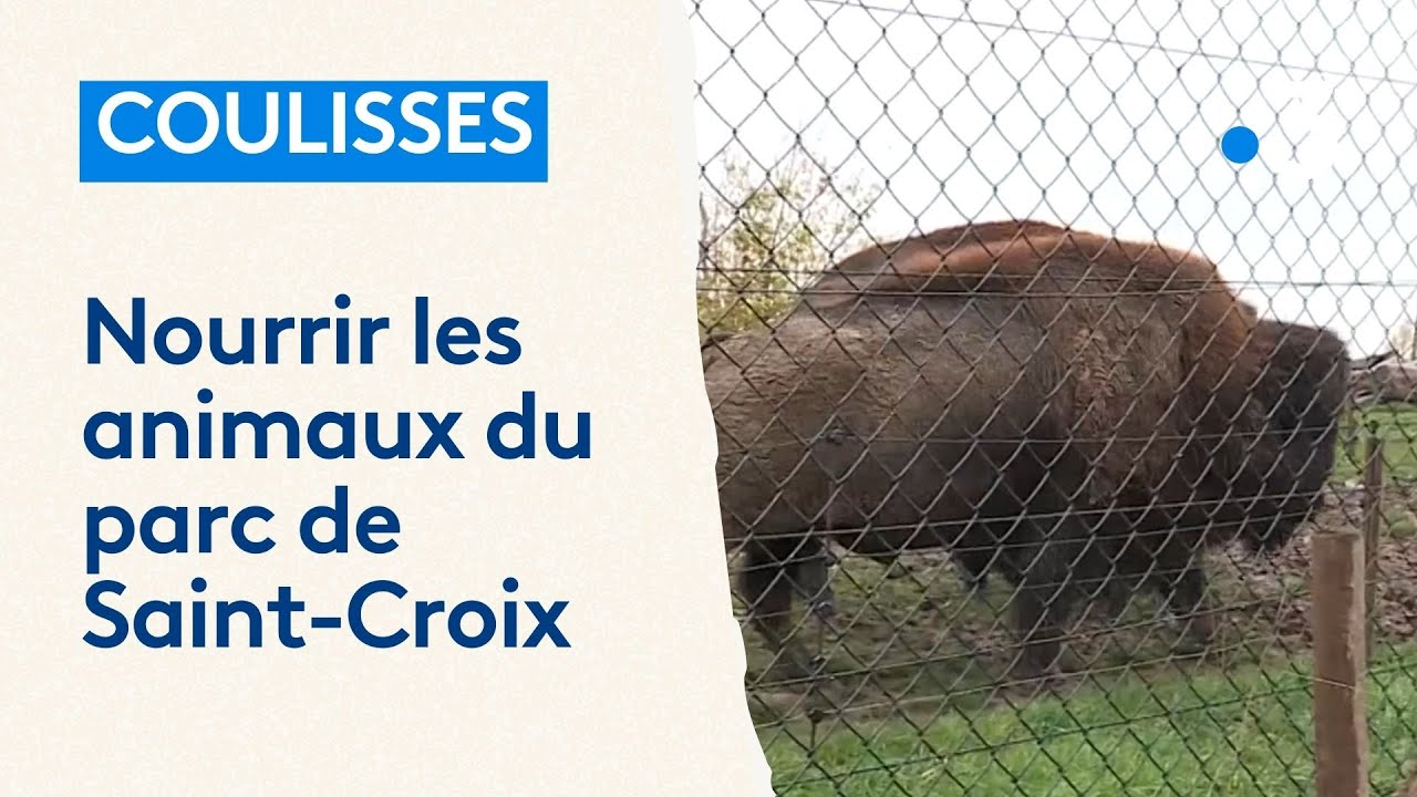 Animaux : dans les coulisses du parc de Sainte-Croix