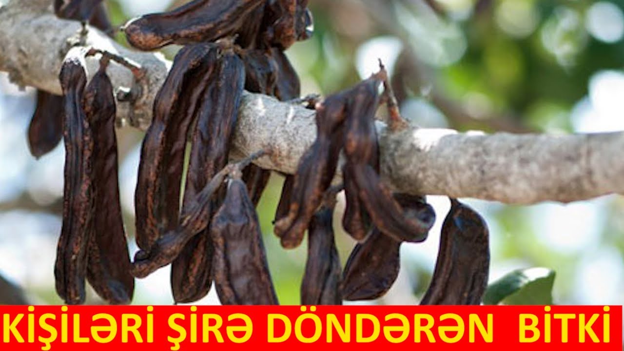 Peyğəmbərin çörəyi sayılan  FAYDALI BİTKİ