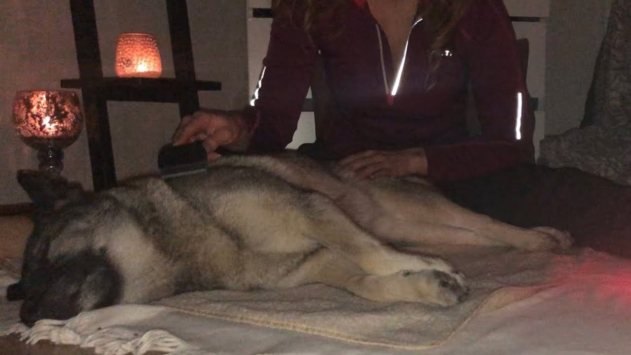 ASMR | Relaxing Gentle Brushing Dog {soft spoken} 
