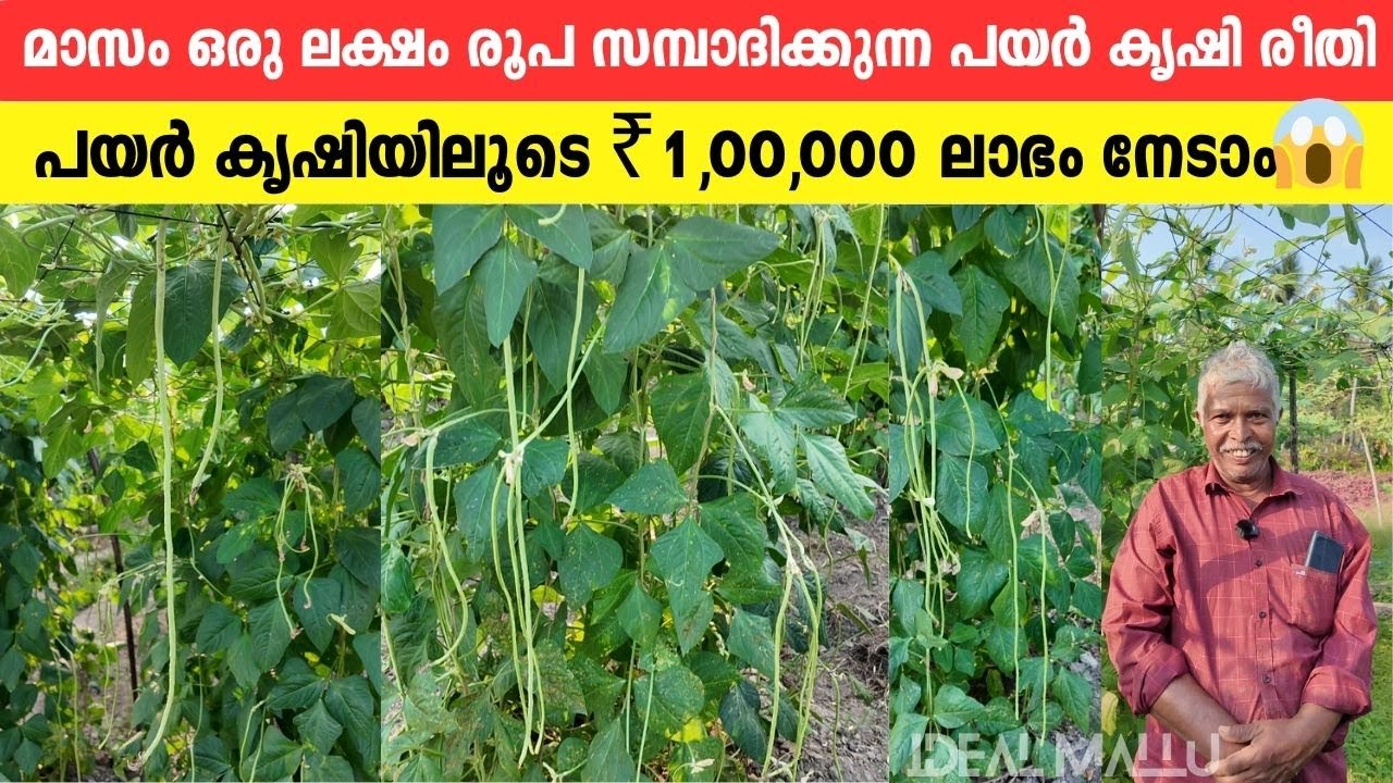 മാസം 1 ലക്ഷം വരുമാനം! എങ്ങനെ പയർ കൃഷിയിൽ നിന്ന് ലക്ഷങ്ങൾ സമ്പാദിക്കാം? | Payar Krishi Success Story.
