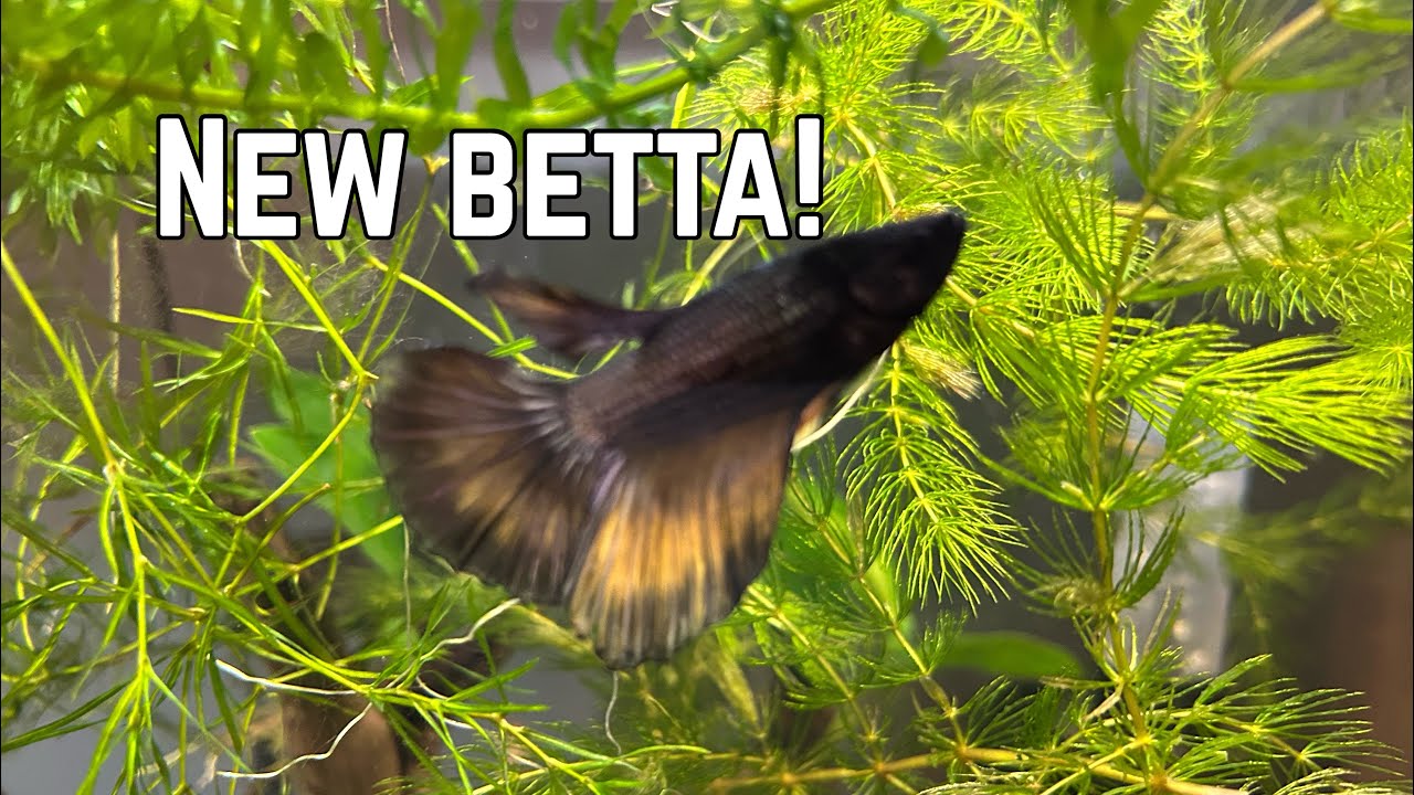 I got a BETTA FISH for my 10 gallon aquarium