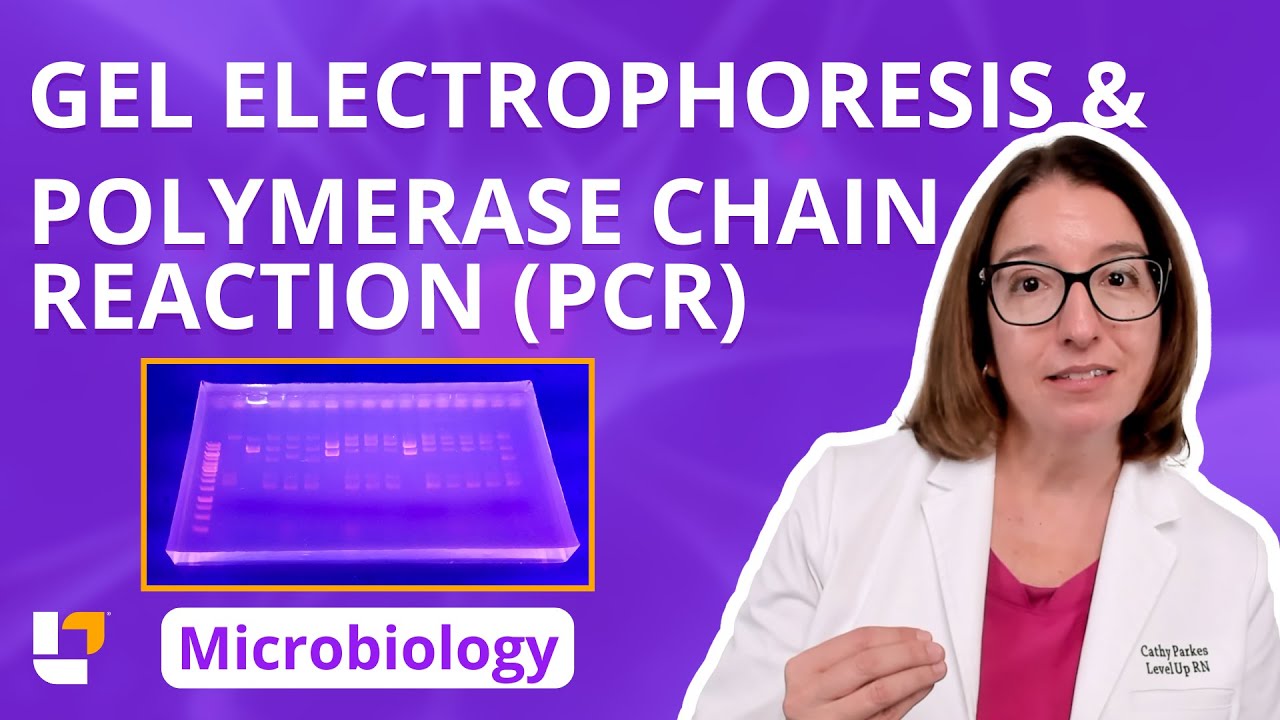 Gel Electrophoresis & Polymerase Chain Reaction (PCR): Microbio Genetics Pre-Nursing | @LevelUpRN