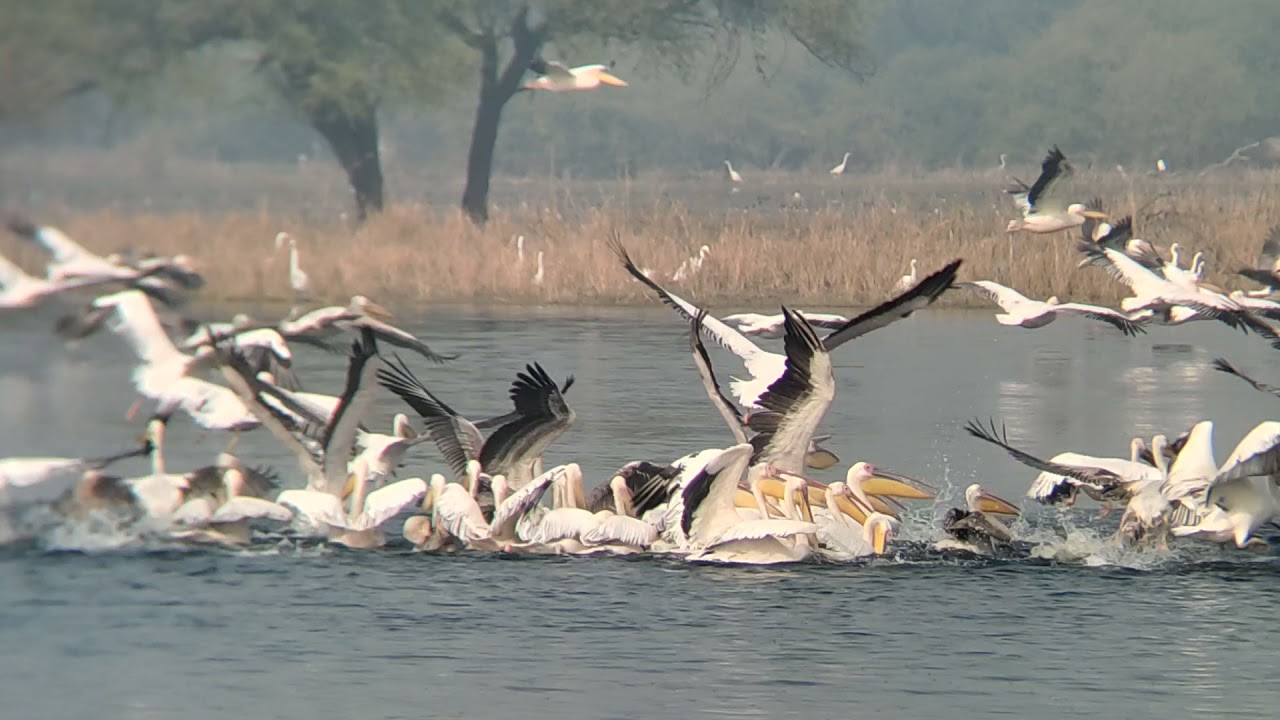 Pelican