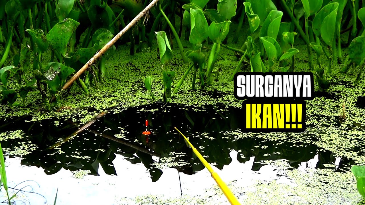 ASLI!!! Pemancing Beruntung Sekali Ketemu Spot Mancing Enceng Gondok Menang Banyak 
