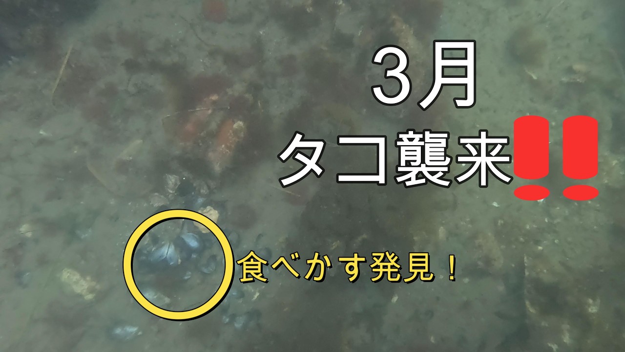タコ釣り(3月タコ襲来‼)