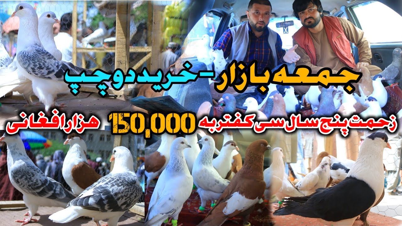 کفتر دوچپ را در جمعه بازار خریدم- زحمت پنج سال سی کفتر 150,000 افغانی | Most unique pigeons in Bazar