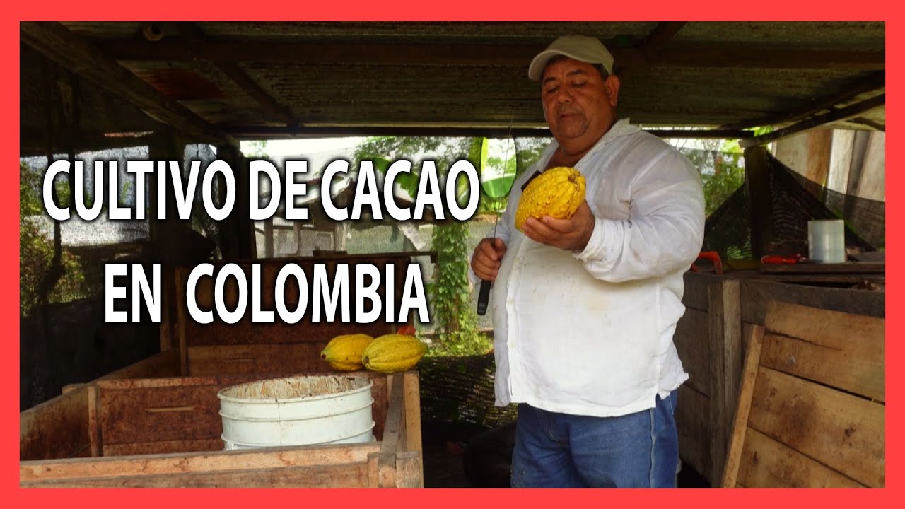 Asi es el cultivo y aprovechamiento de CACAO  en Colombia