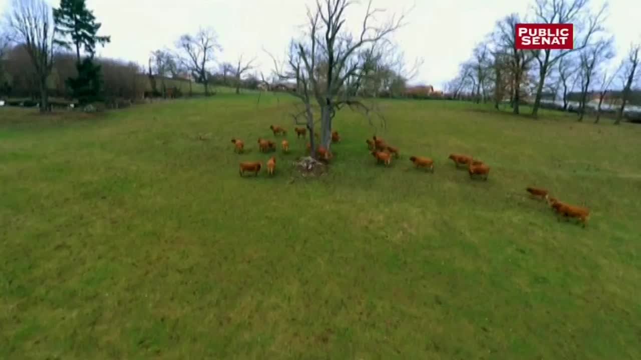 Elevage et gaz à effet de serre - L'écho de l'agriculture (11/10/2015)