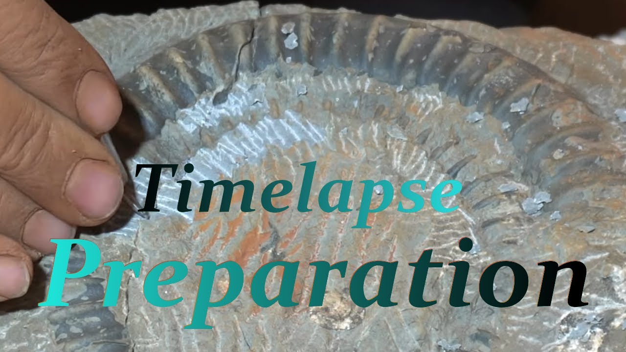 Metophioceras Lyme Regis full preparation