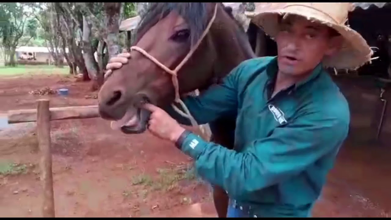 Como colocar embocadura em seu cavalo? Colocando freio