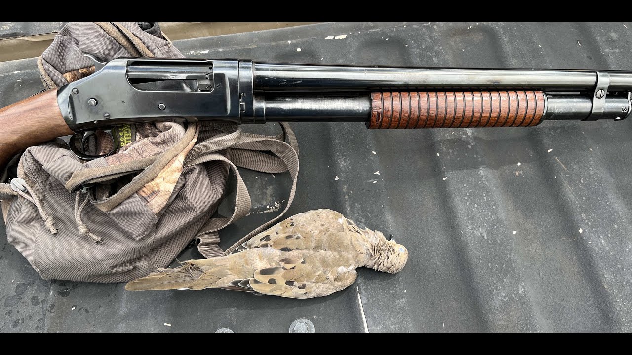 Dove hunting with 'hunert year old shotguns (PART ONE) WINCHESTER M97, M12 & MARLIN 19 TAKE-DOWNS