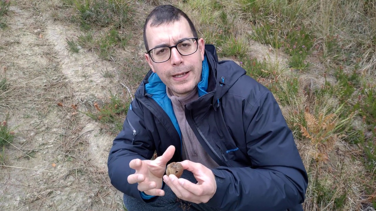 Rizopogon luteolus. Identificaci&oacute;n, curiosidades y comestibilidad: Receta.