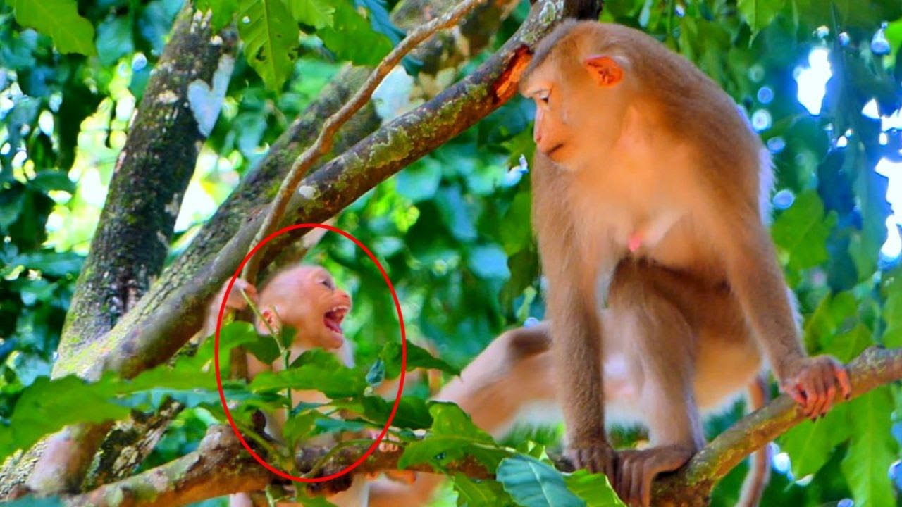 Really Pity! Monkey Linda tries Comforting her Baby Lumi..