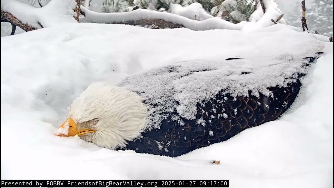 1-27-25 FOBBV Egg Check+Watch It Snow While Jackie Sleeps