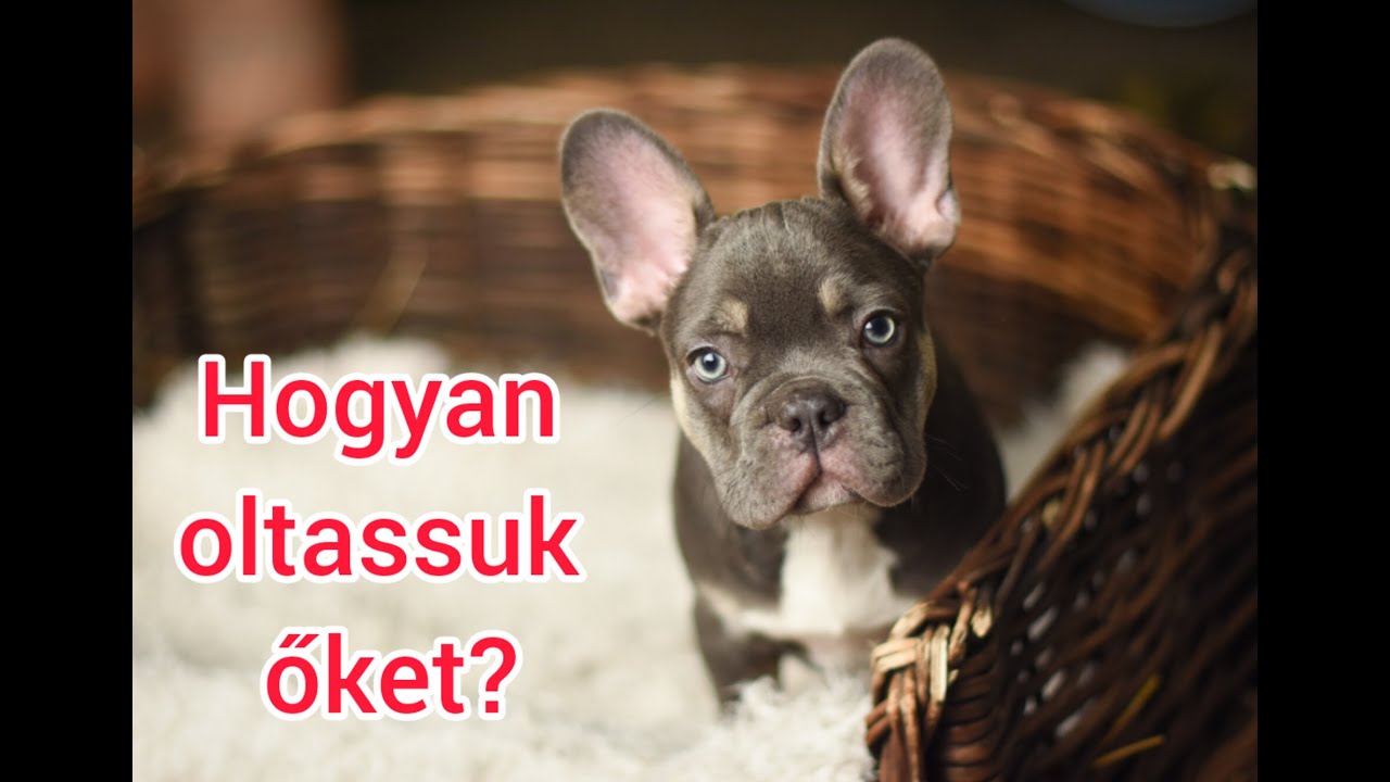 Mennyiszer, miért és mikor oltsuk a kutyákat?