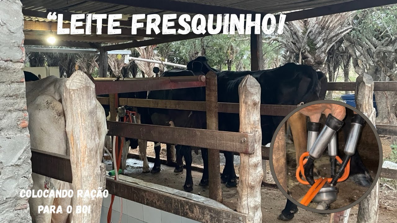 Vem tirar leite com a gente! 🐄💛