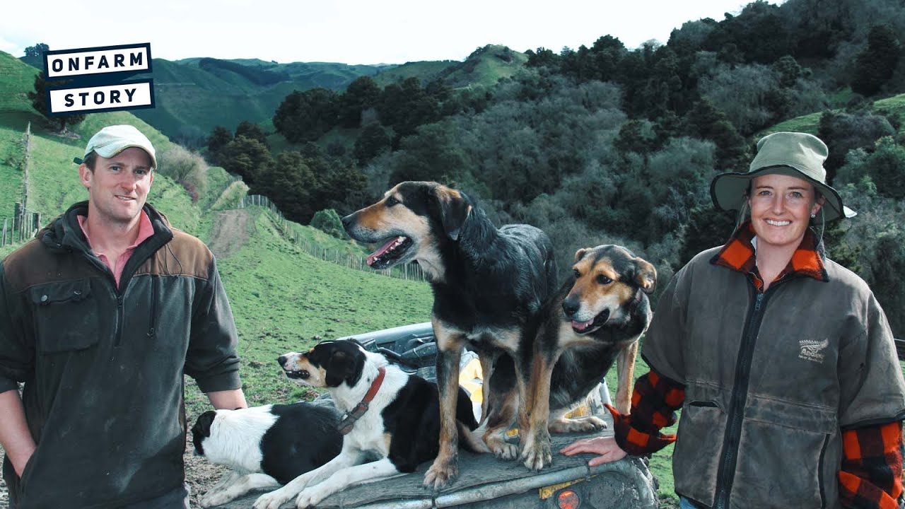 Ex Journalist Becomes a Shepherd – Taihape Sheep and Beef Farm | On Farm Story