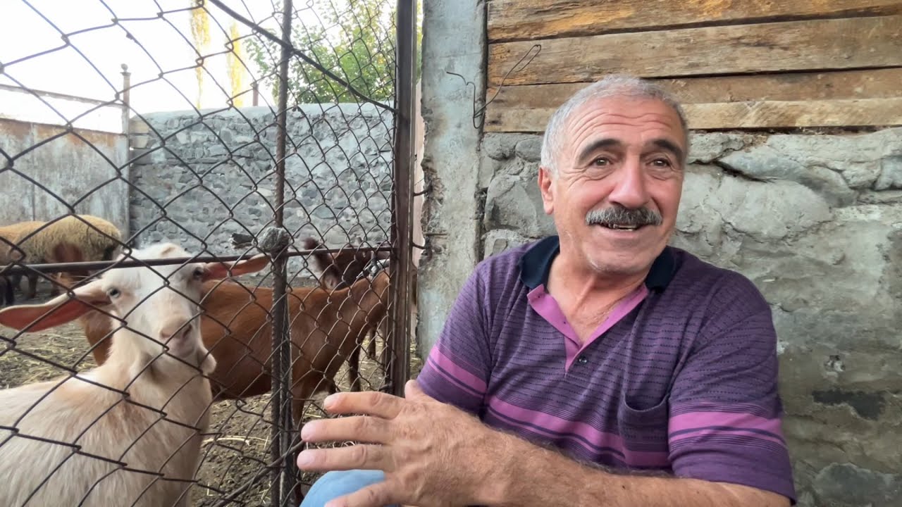Qoyun, quzu, keçi baxımı. Dayımla kənddə günlük rutinindən danışdıq