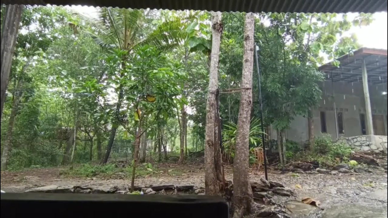 Aas Rolani Tarling Lawas, Arjuna Ireng, Jaluk sing Dawa. Isep Isep Tebu, Mabok Bae, Bendungan Karet