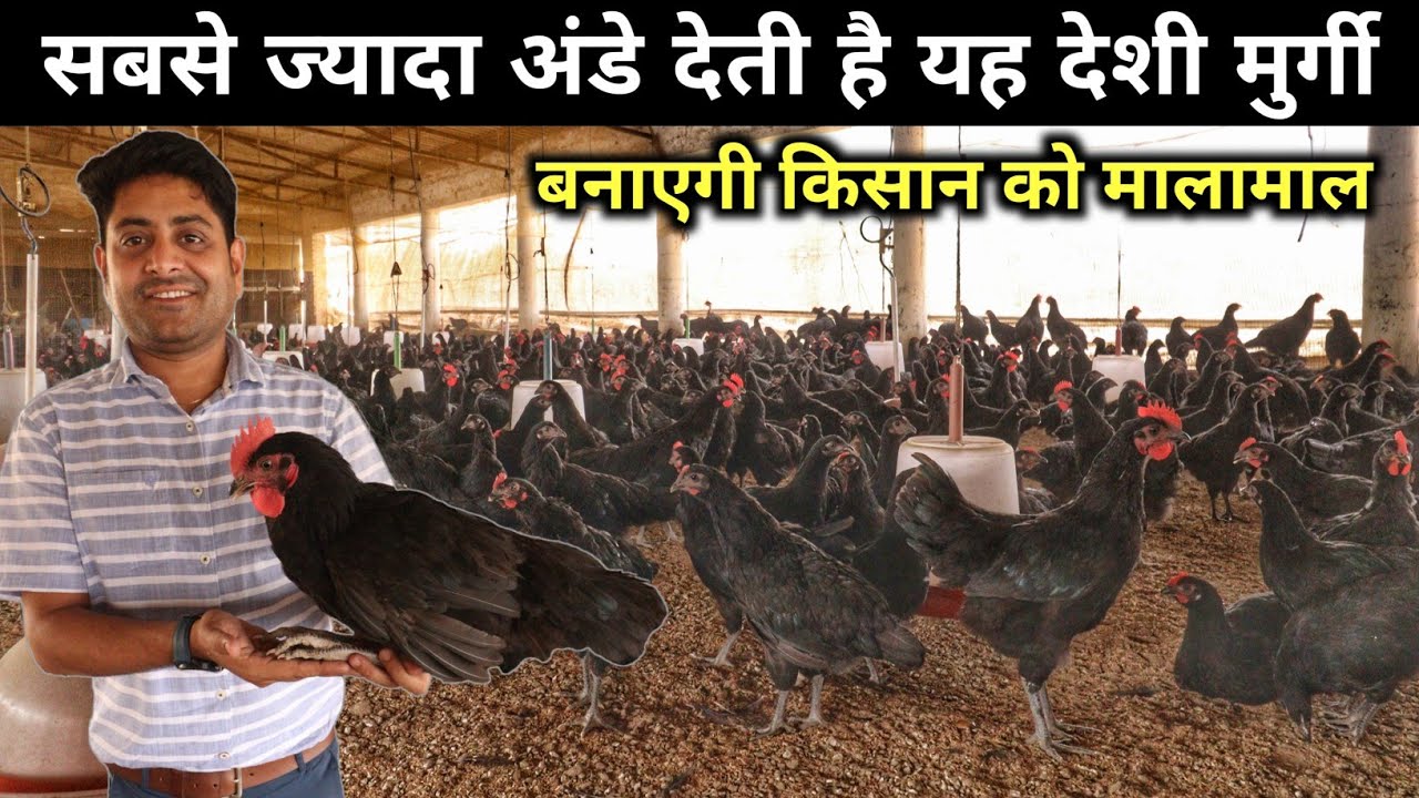 Poultry Farming मैं क्रांति लाएगी यह देशी मुर्गी | Black Australorp | Poultry Farm Tour