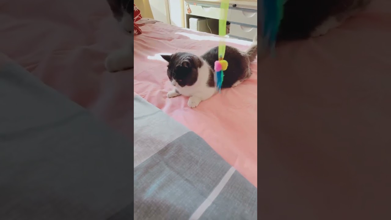Adorable cats caught being little troublemakers#CuteCats #DailyJoy