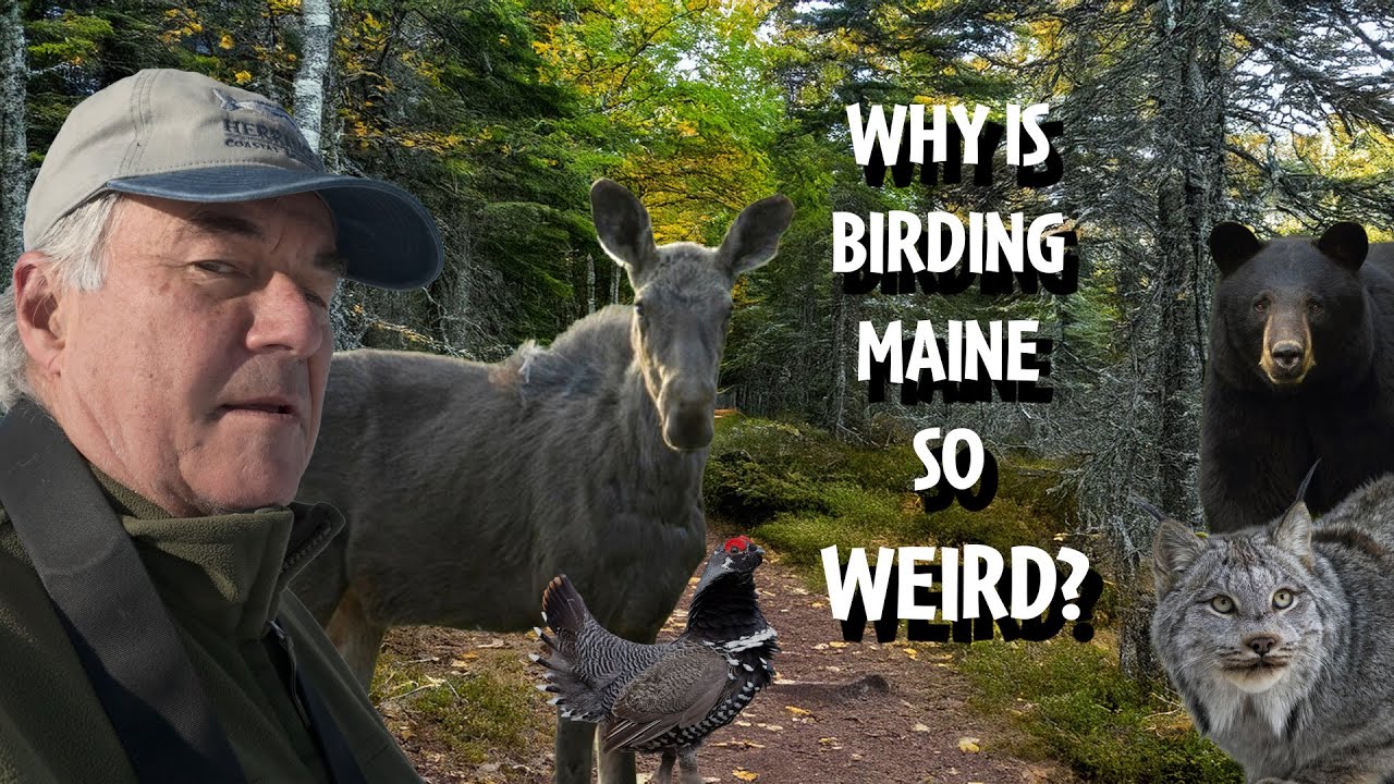 Maine Birding Is WEIRD for These Reasons.