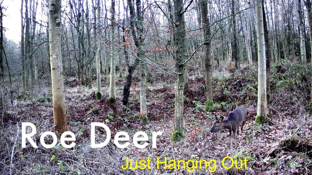 Scottish Roe Deer