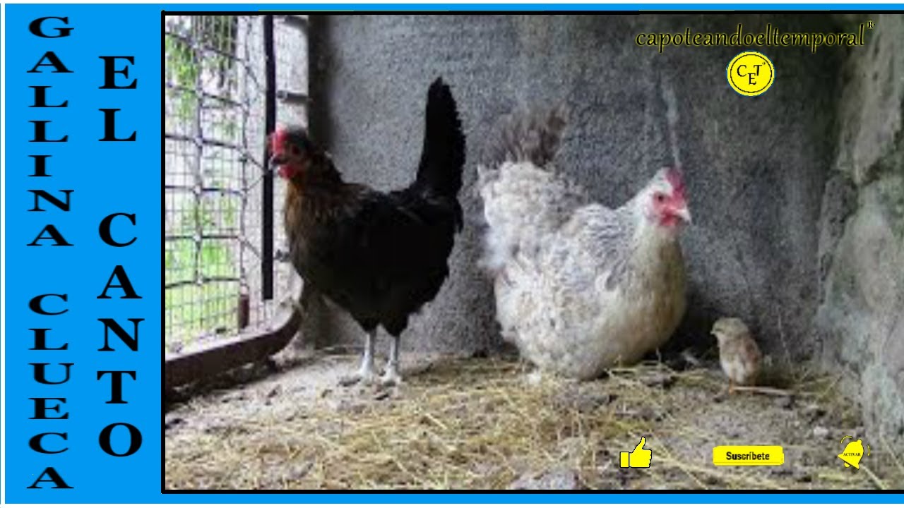 CANTO DE LA GALLINA CLUECA (sonidos de granja) / THE SINGING broody hen (farm sounds)