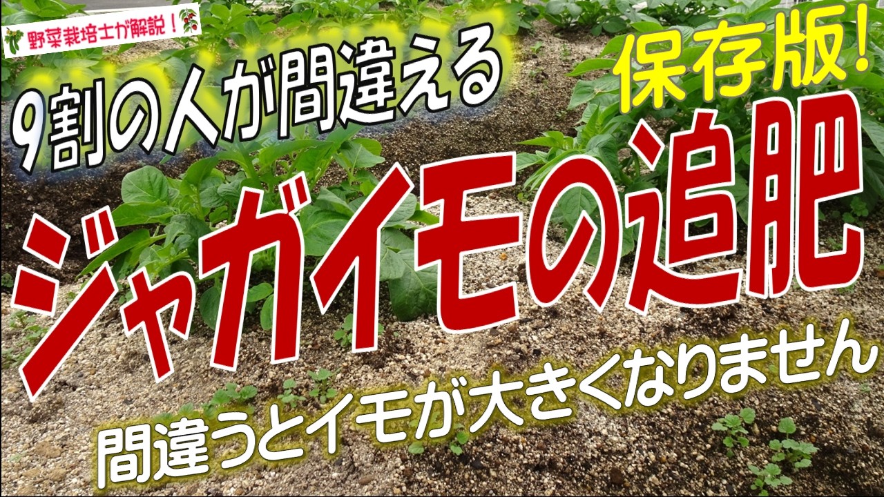 【ジャガイモ栽培】追肥の時期と与え方を完全解説！（追肥のタイミングと追肥の量で収穫量が激変する）