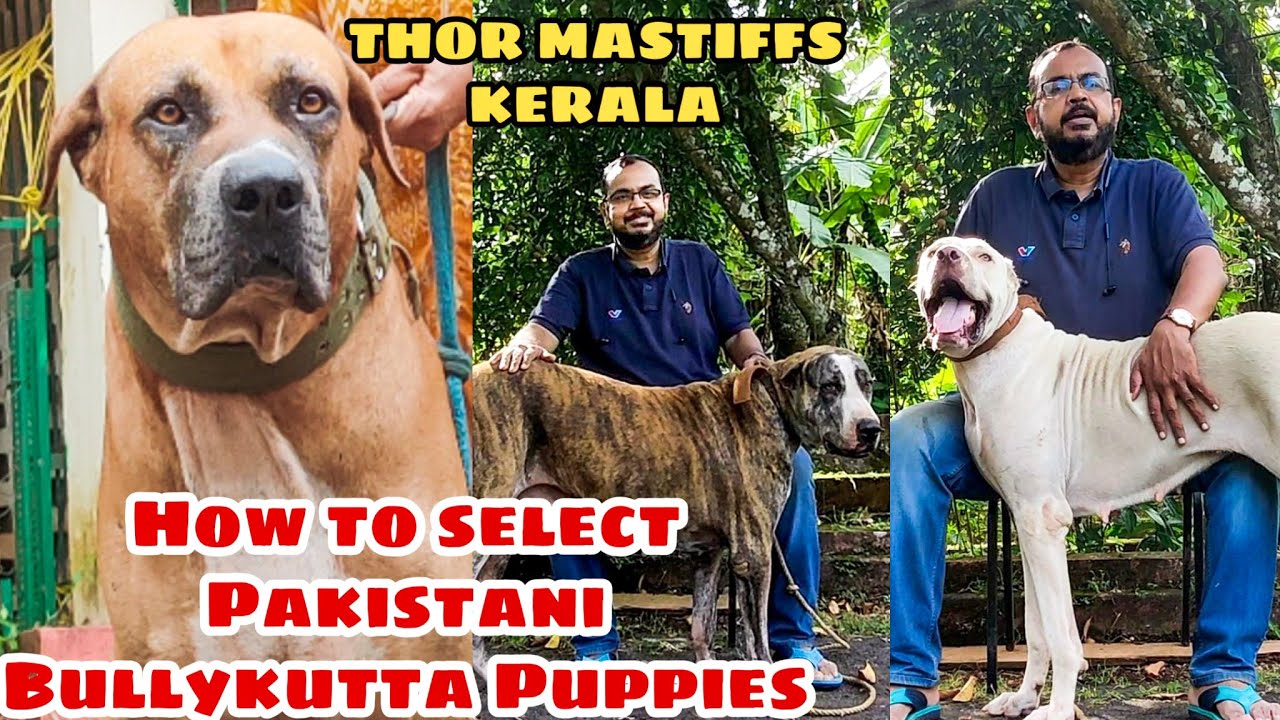 HOW TO SELECT A PAKISTANI BULLYKUTTA PUPPY || Thor Mastiffs | Bullykutta  || Indian dogs collections