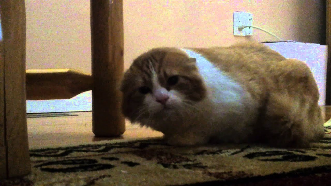 Very angry cat