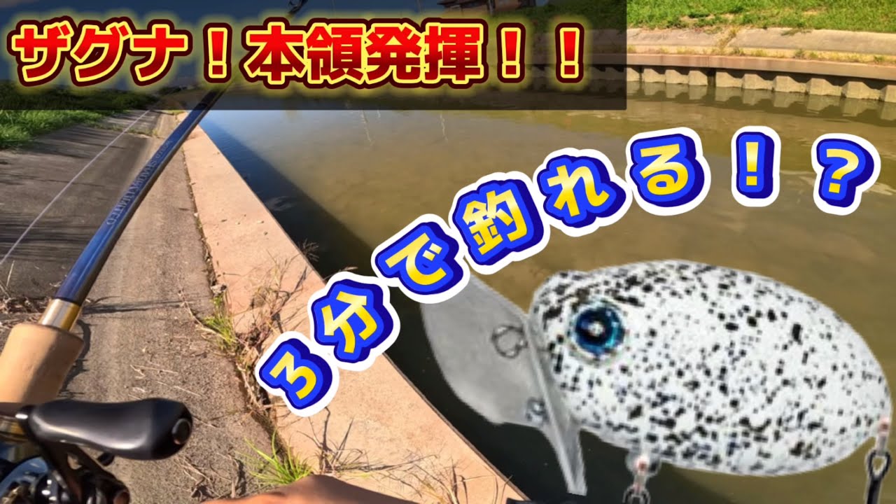 ナマズ用ルアー！ザグナ実釣レビュー（後編）河川、ザグナの本領発揮！？ノーカット釣行！