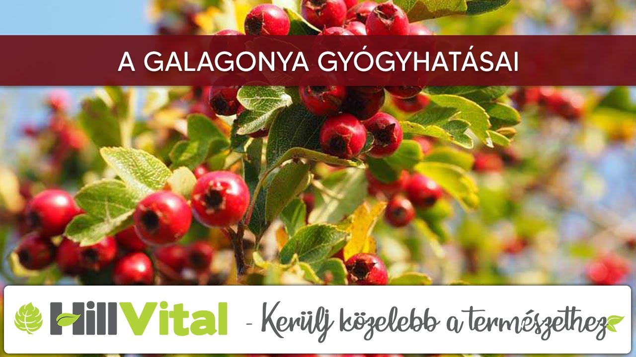 A galagonya gy&oacute;gyhat&aacute;sai - HillVital