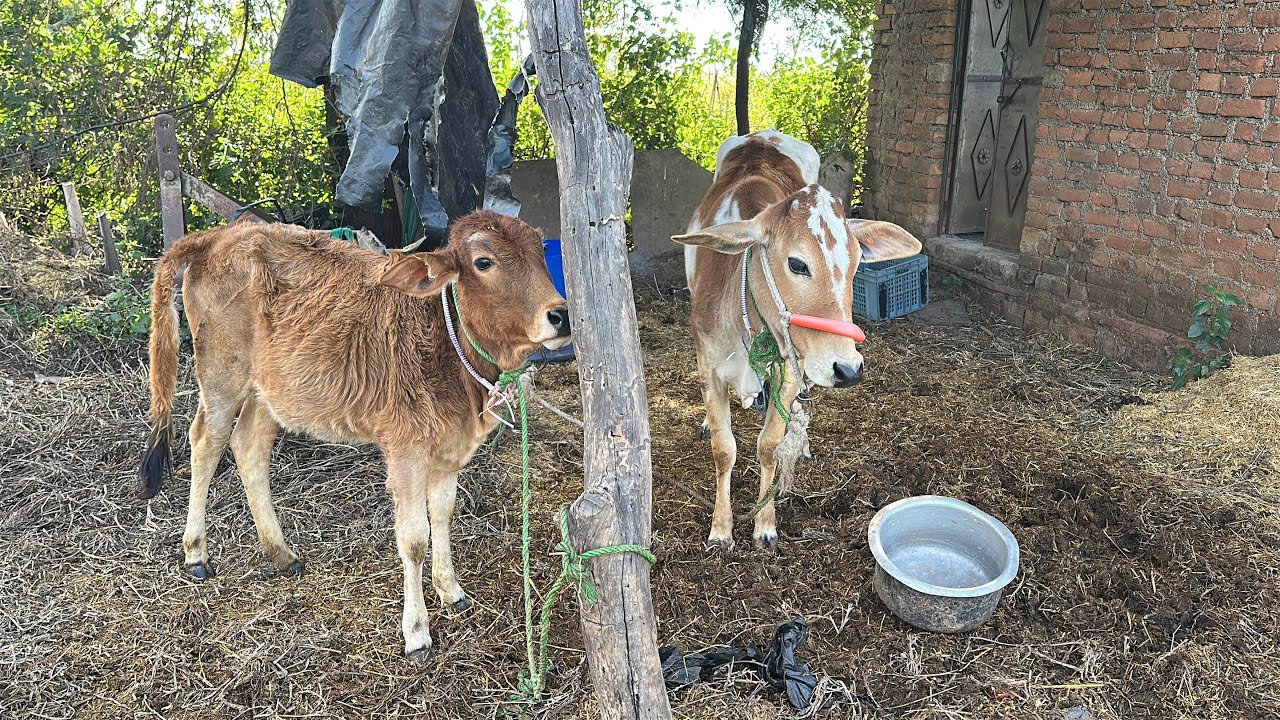 ￼Aaj pata nhi Nandini Gaiya ko kya ho gaya 😳or kajal or Katrina￼ Ladai kr liye hai 😳#gauseva #gau