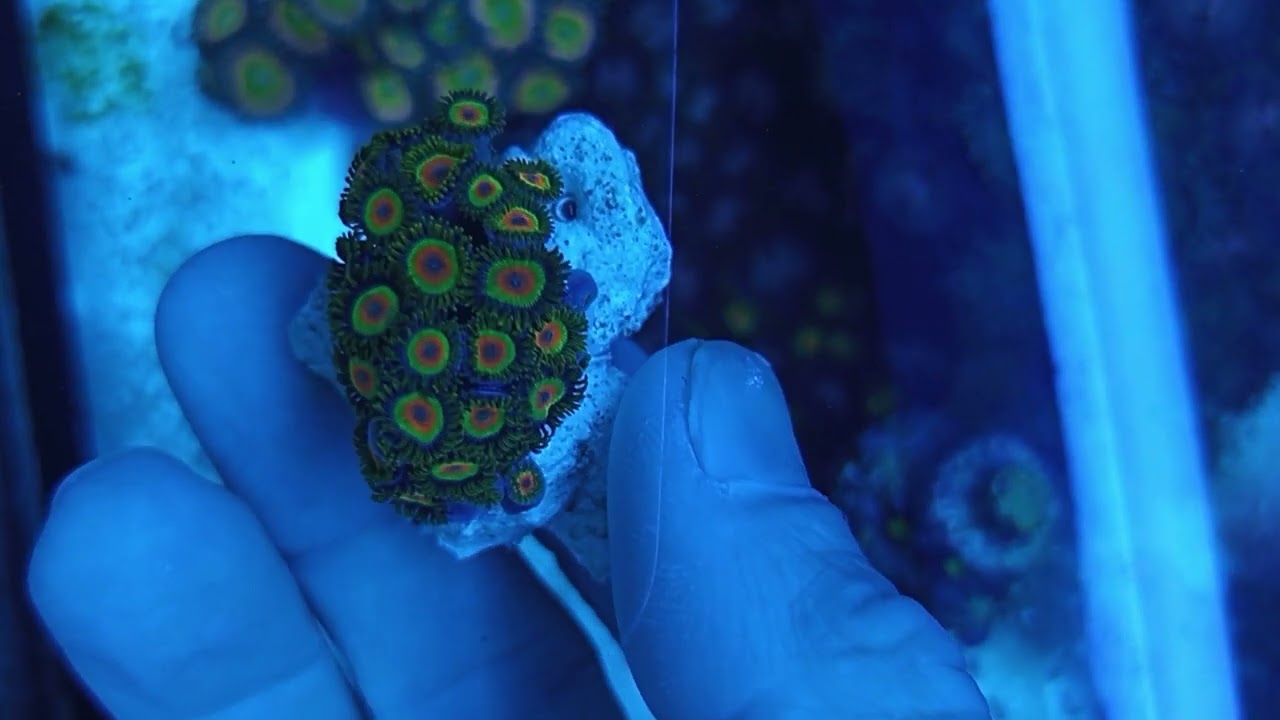 Zoanthus rasta+30 polipos Coral gandalf