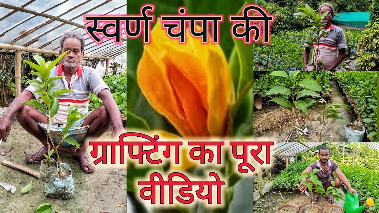 सोन चंपा या स्वर्ण चंपा की घर में आप ग्राफ्टिंग कैसे करें, YouTube में पहली बार ये वीडियो / Michelia