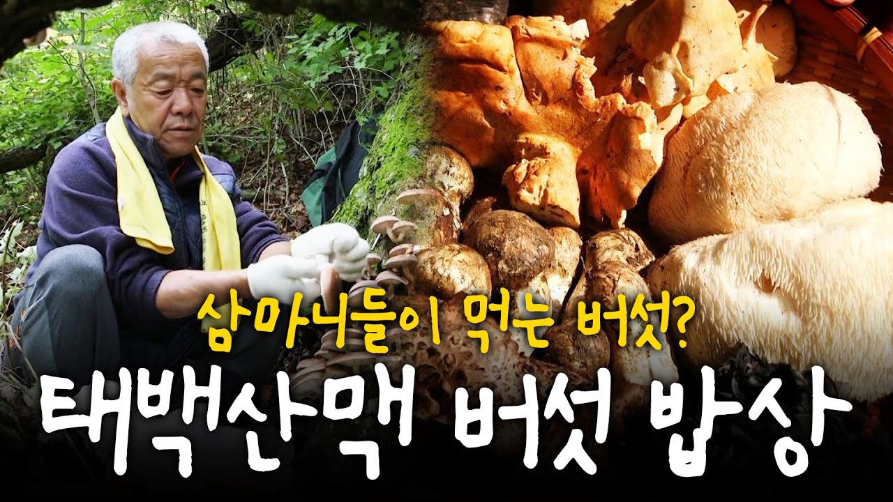 태백산맥 심마니가 먹는 버섯은?! 가을에 무르익은 버섯 밥상! | KBS 191017 방송