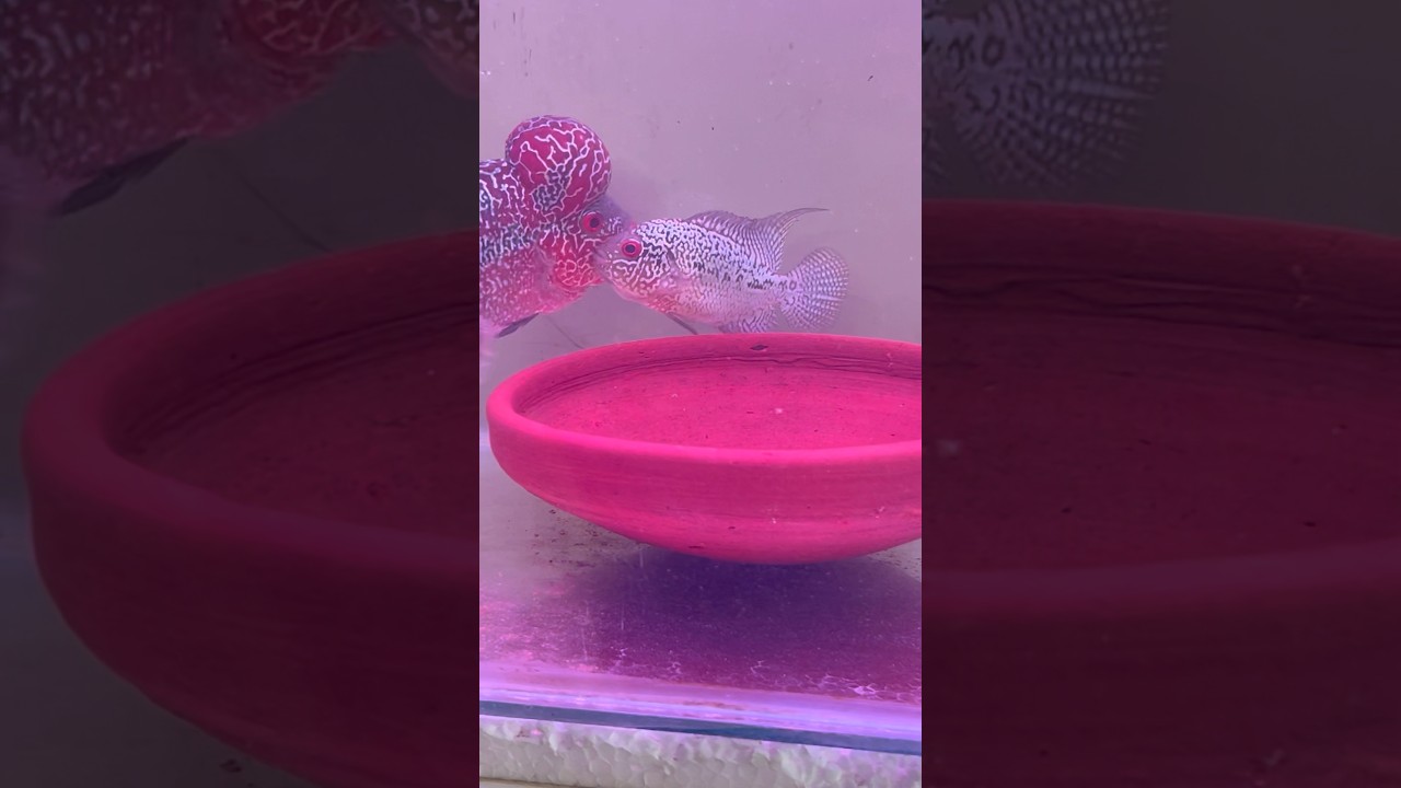 🤩Flowerhorn breeding series🥰Coming soon #flowerhornfish #flowerhorngrooming #flowerhornbreeding