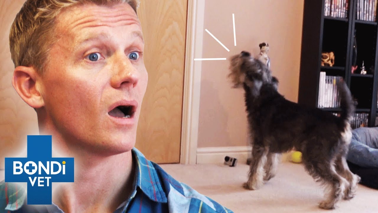 How To Fix Your Dog's Separation Anxiety ❤️🐶 | Bondi Vet